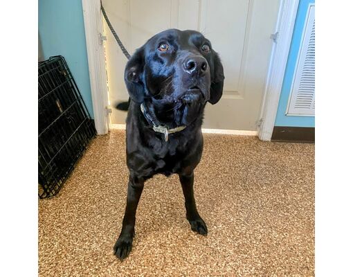 Lyndhurst, VA - Labrador Retriever. Meet Kiowa a Pet for Adoption ...