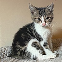 adopt-pet