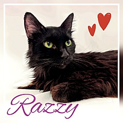 Photo of Razzy