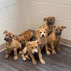 Photo of The Lucky 6 litter
