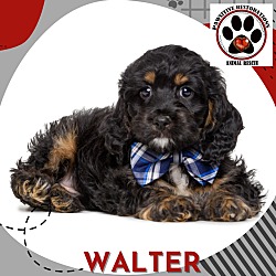 Photo of WALTER