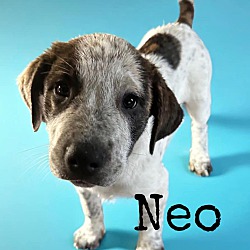 Thumbnail photo of Neo #1