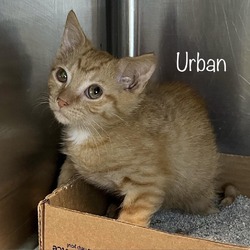 Photo of Urban