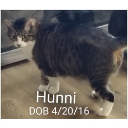 Thumbnail photo of Hunni #2