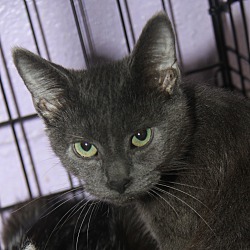 Thumbnail photo of Smokey (Neutered) #4