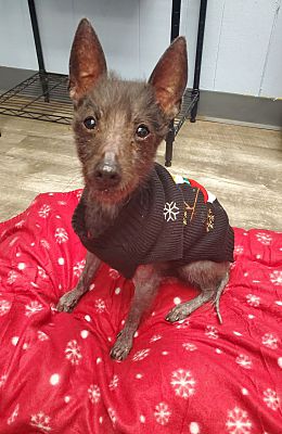 East Hartford, Ct - Chiweenie. Meet Possum` A Pet For Adoption 