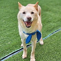 adopt-pet