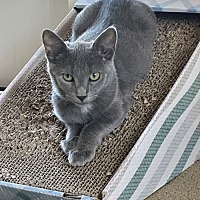 adopt a pet