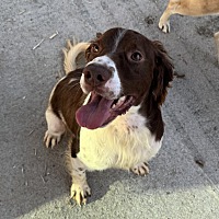 adopt-pet