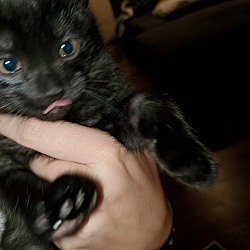 Thumbnail photo of Kitten #3