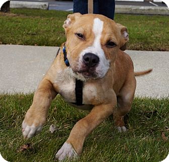 Adorable Bulldog Pit Mix White