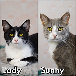 Thumbnail photo of Lady (Bonded Pair with Sunny) #1