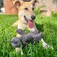 adopt a pet