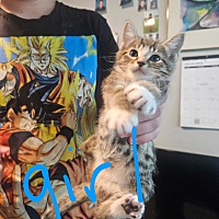 adopt a pet