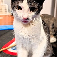 adopt-pet