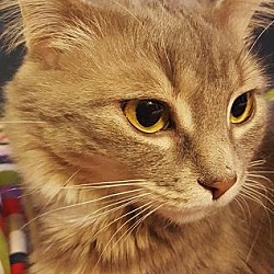 Thumbnail photo of Missy - Adopted February 2017 #2