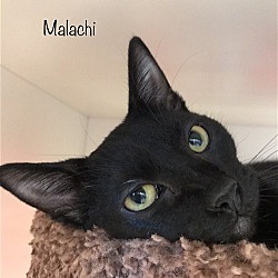 Thumbnail photo of Malachi #3