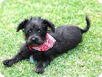 cockapoo schnauzer mix for sale