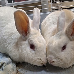 bonded pet photo