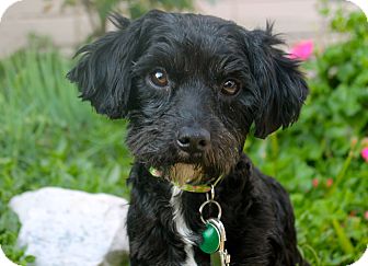 lhasa apso poodle for sale