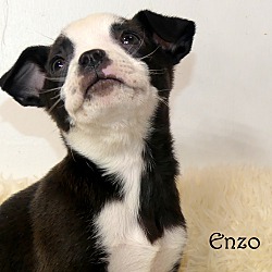 Thumbnail photo of Enzo~adopted! #1