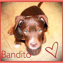 Thumbnail photo of BANDITO - Cute puppy! #1