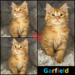 Photo of Garfield