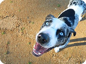 catahoula blue eyes