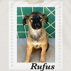 Photo of Rufus