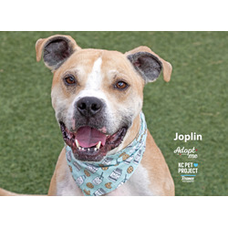 Thumbnail photo of Joplin #1