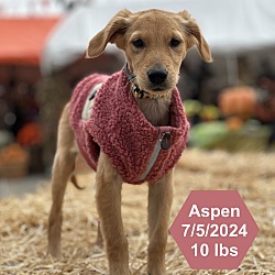 Thumbnail photo of Aspen #3