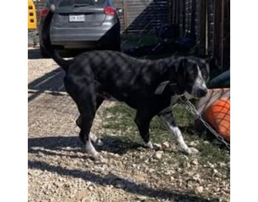 Bastrop, Tx - American Staffordshire Terrier. Meet Pee Wee 24-12-149 A 