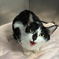 adopt a pet