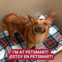 adopt a pet