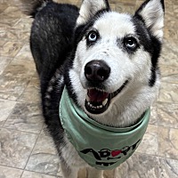 adopt a pet