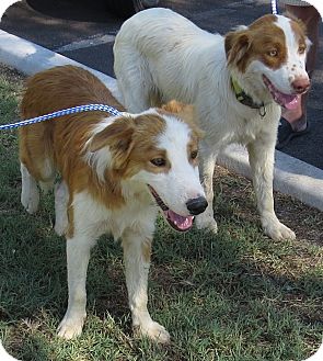 brittany border collie
