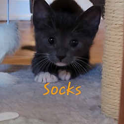 Thumbnail photo of Socks #2