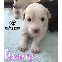 Photo of Game of Thrones Litter: Daenerys NO LONGER ACCEPTING APPLICATIONS