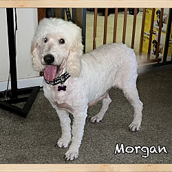 Thumbnail photo of Morgan #4