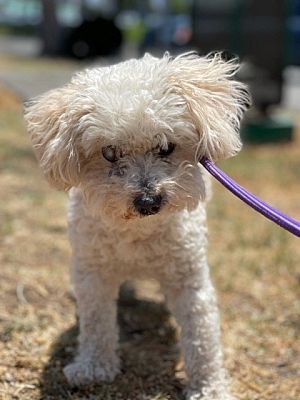 Costa Mesa, CA - Tea Cup Poodle. Meet Sully a Pet for Adoption ...