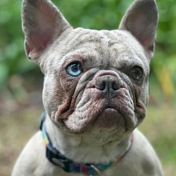 Photo of Cookie