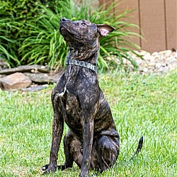 Photo of GOOSE