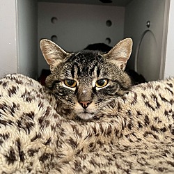 Photo of Cadet
