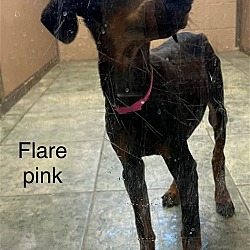 Photo of Flare 3079 (pink)