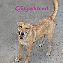 Photo of Gingerbread