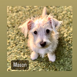 Photo of Mason