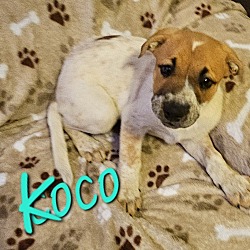 Photo of Koco