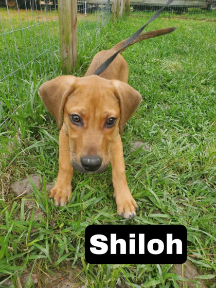 Photo of Shiloh