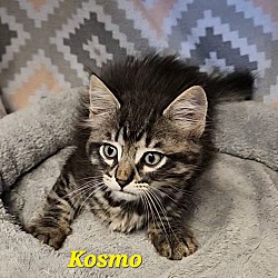 Thumbnail photo of Kosmo #2