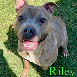 Thumbnail photo of Riley #1